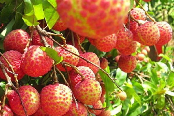 掛綠荔枝圖片大全