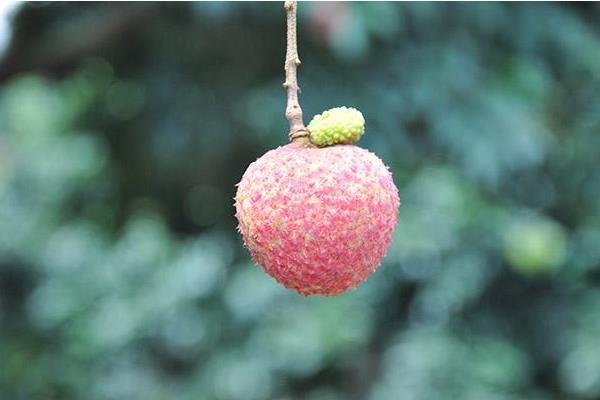 掛綠荔枝圖片大全