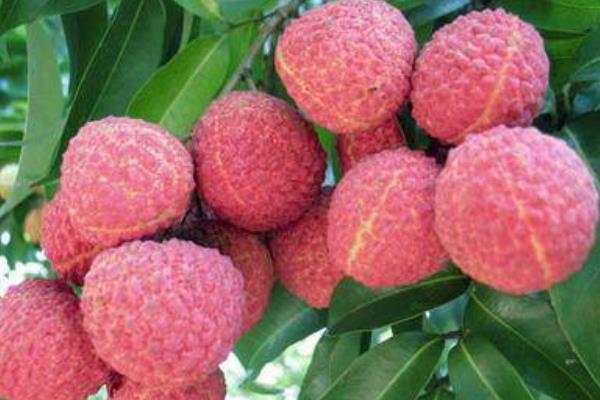 掛綠荔枝圖片大全