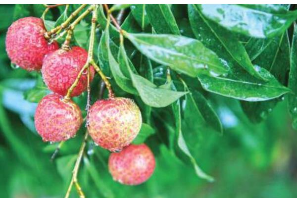 掛綠荔枝圖片大全