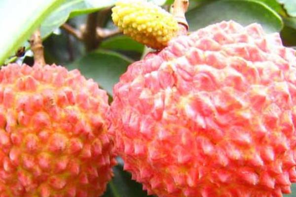 掛綠荔枝圖片大全