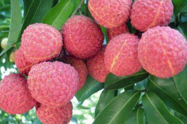 掛綠荔枝圖片大全