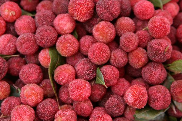 楊梅不能和什么一起吃