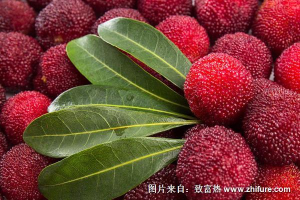 楊梅價格多少錢一斤