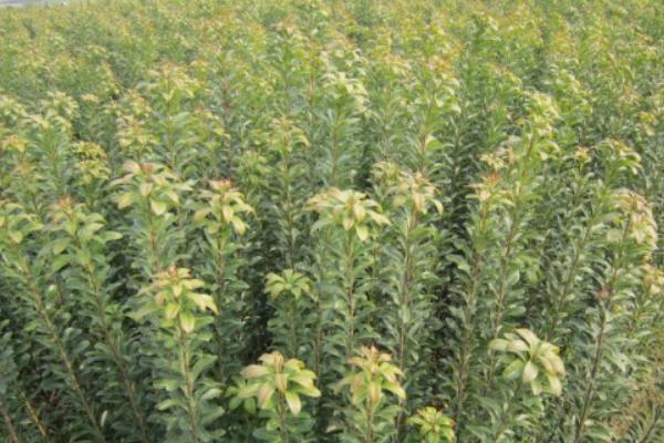 楊梅苗價格多少錢一棵