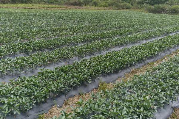 楊梅苗價格多少錢一棵