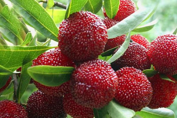 楊梅苗價格多少錢一棵