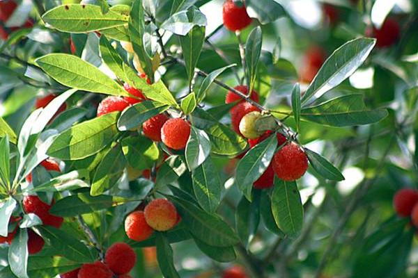 楊梅苗價格多少錢一棵