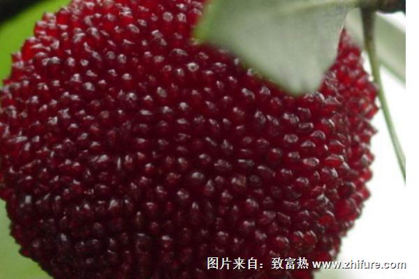 楊梅舌是什么病-