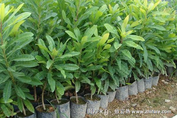 楊梅苗價格多少錢一棵