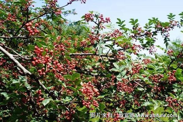 花椒樹的種植方法