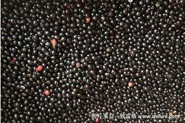 花椒種子價格多少錢一斤