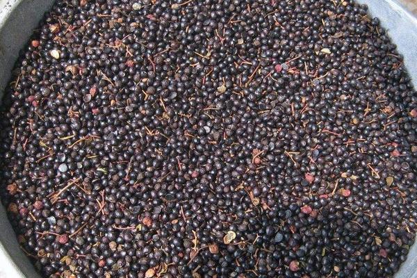 花椒種子價格多少錢一斤