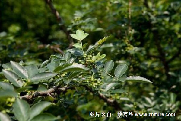 藤椒和花椒的區別是什么