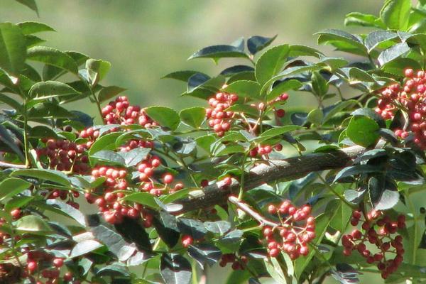 藤椒和花椒的區(qū)別是什么