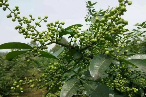 藤椒和花椒的區(qū)別是什么