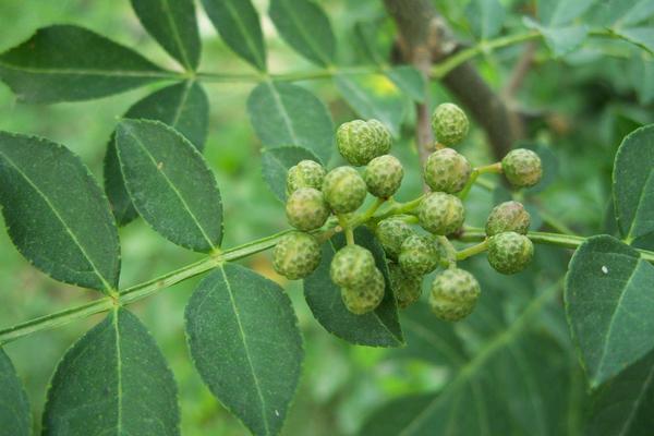 藤椒和花椒的區(qū)別是什么