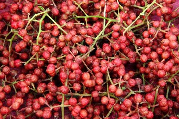 藤椒和花椒的區(qū)別是什么