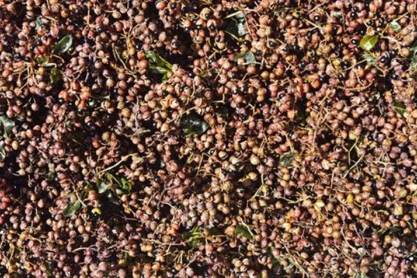 花椒種子價格多少錢一斤