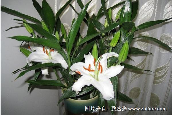 百合花放在臥室好嗎