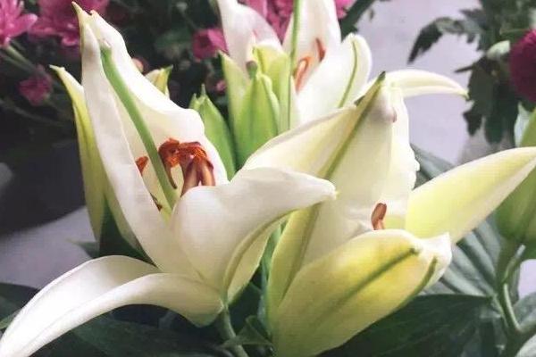 百合花放在臥室好嗎