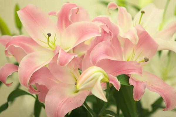 百合花放在臥室好嗎