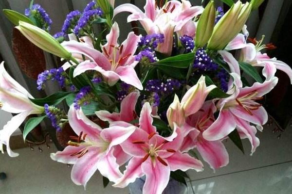 百合花放在臥室好嗎