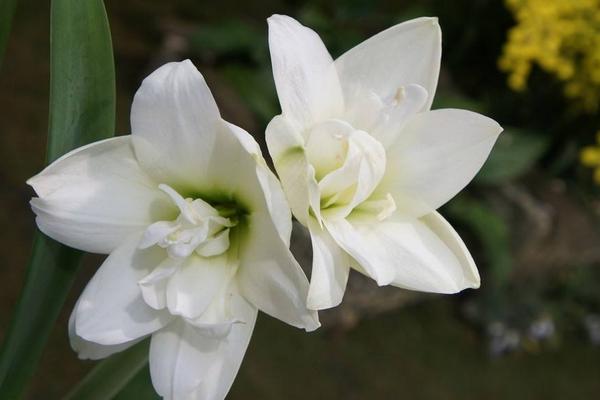 百合花放在臥室好嗎