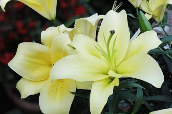 百合花放在臥室好嗎