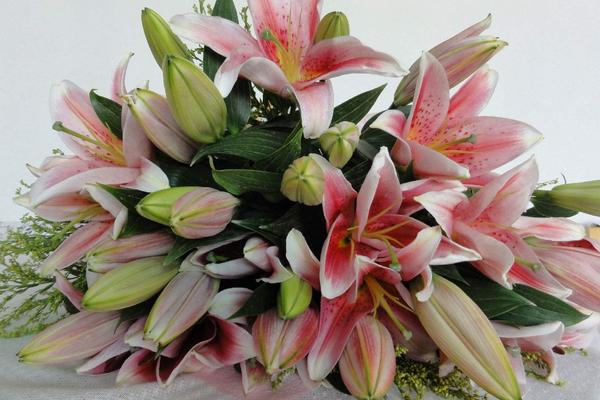 百合花放在臥室好嗎