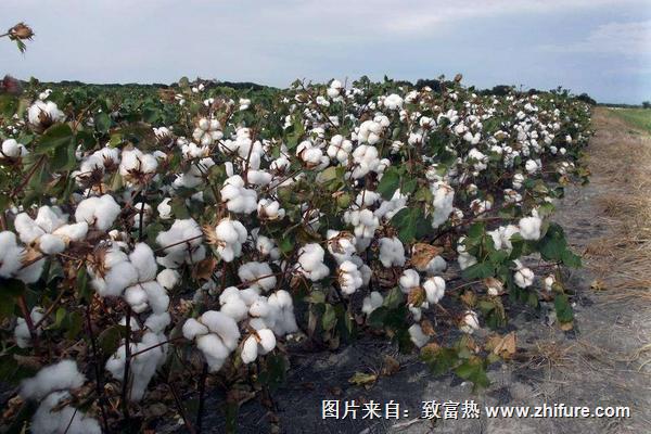 哪里產的棉花最好