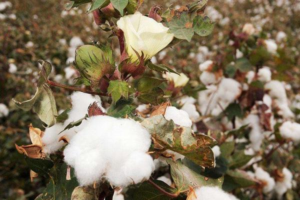 哪里產的棉花最好