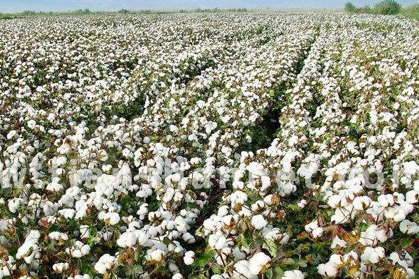 哪里產的棉花最好