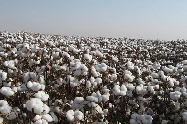 哪里產的棉花最好