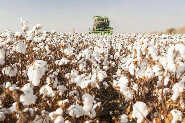 哪里產的棉花最好