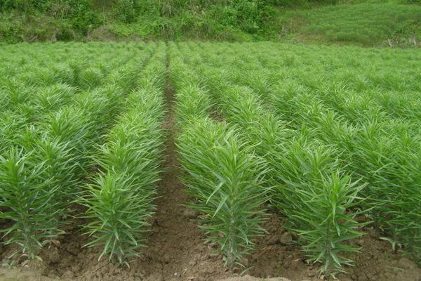 食用百合種植技術