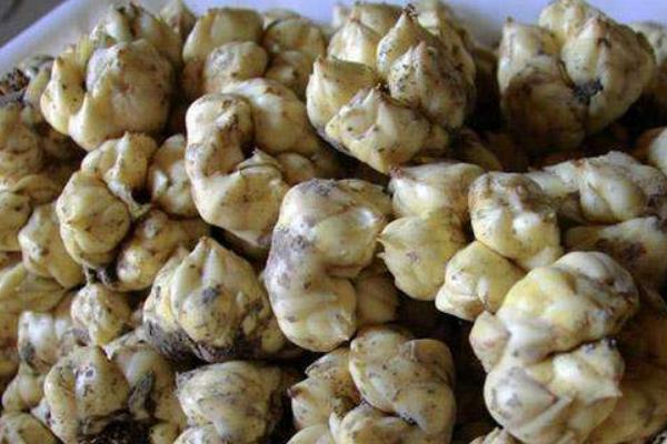 食用百合種植技術