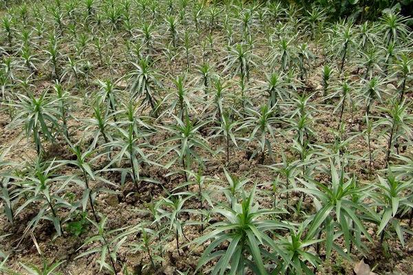 食用百合種植技術