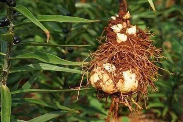 食用百合種植技術