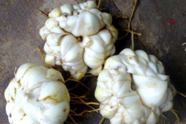 食用百合種植技術