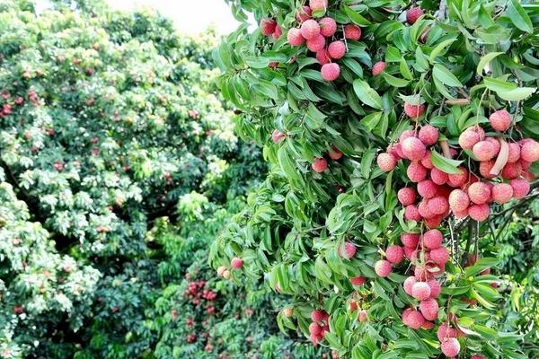 荔枝品種有哪些