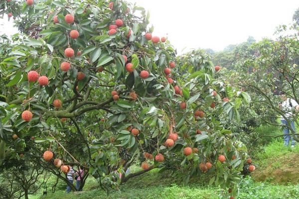 荔枝在我國的主要產地是哪里