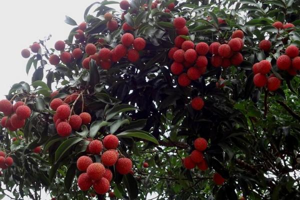 荔枝在我國的主要產地是哪里