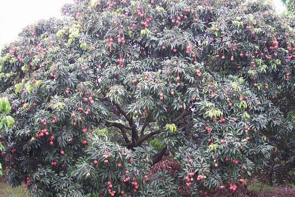 荔枝在我國的主要產地是哪里
