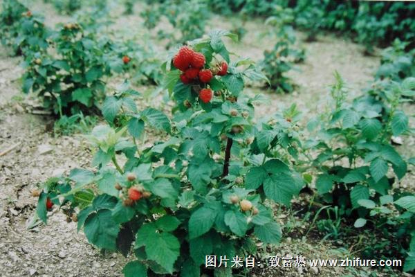 樹莓樹苗多少錢一棵