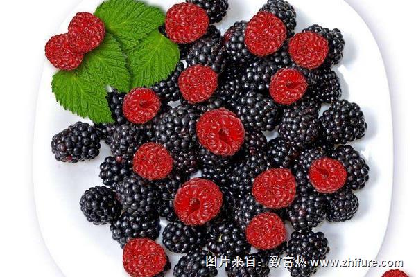 樹莓是桑葚嗎