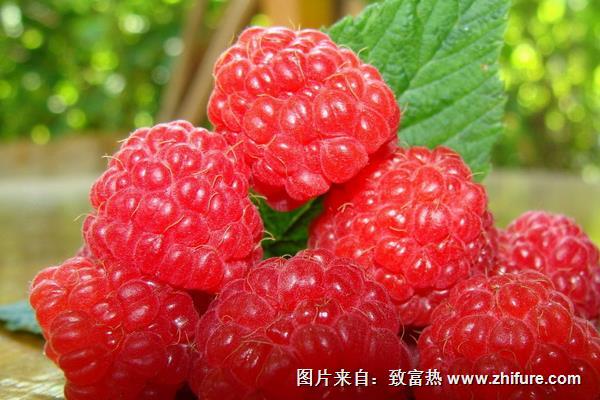 山莓和樹莓的區(qū)別