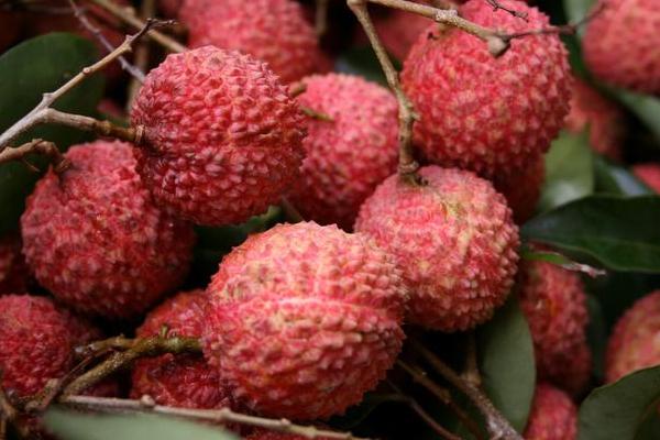 楊貴妃吃的荔枝產(chǎn)自哪里