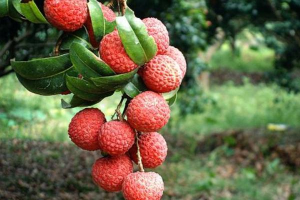 楊貴妃吃的荔枝產(chǎn)自哪里