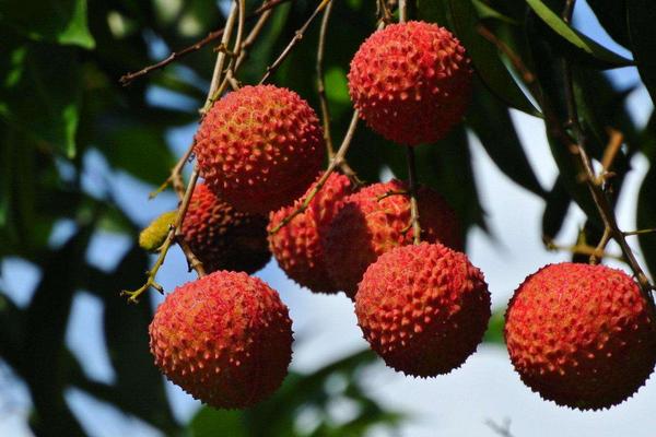 楊貴妃吃的荔枝產(chǎn)自哪里